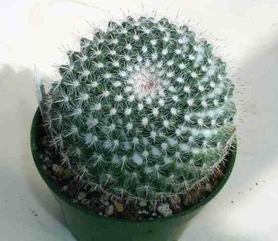 Mammillaria_layporianum